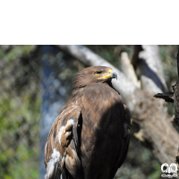 گونه عقاب خالدار کوچک Lesser Spotted Eagle